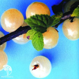 Вишня войлочная Сновит