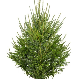 Ель Русская срезанная