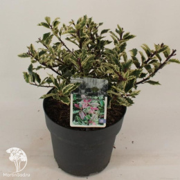 Падуб остролистный Инграмии