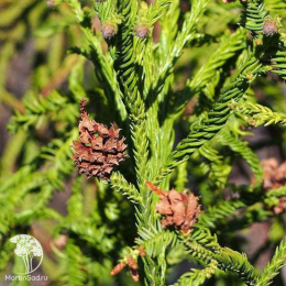 Криптомерия японская Расен