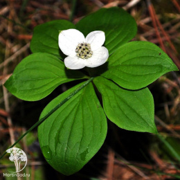 Дёрен канадский