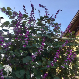 Долихос/Гиацинтовые бобы/ Вьющаяся сирень