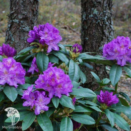 Рододендрон кэтевбинский Пурпуреум Грандифлорум