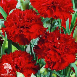 Гвоздика садовая гренадин Морковный король