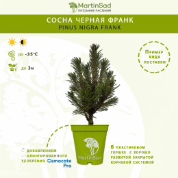 Сосна чёрная Франк