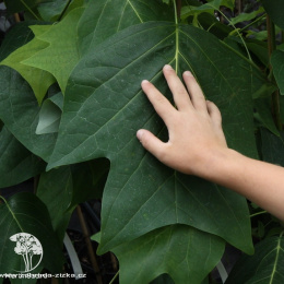 Лириодендрон Чапел Хилл