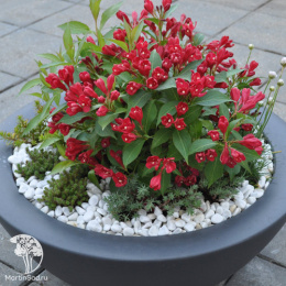 Вейгела Олл Саммер Ред