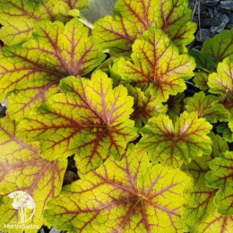 Сверхвыгодный микс! Гейхера Рио + Гейхера Рэд Лайтинг + Гейхера Электра