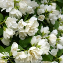 Чубушник Алебастр