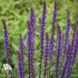 Шалфей дубравный Карадонна Компакт