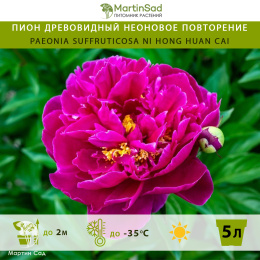Пион древовидный Неоновое повторение