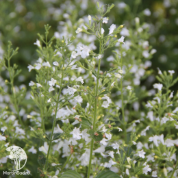 Душевик котовниковый Вайт Клауд