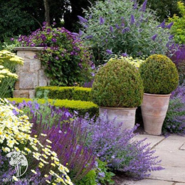 Пупавка гибридная Е.С.Бакстон