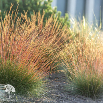 Фото Овсяница сизая Санрайз