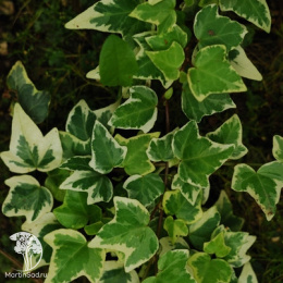 Плющ обыкновенный жёлто-окаймленный