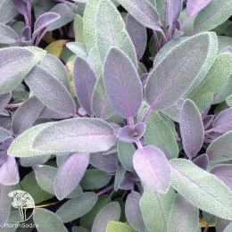 Шалфей лекарственный Перпл Бьюти