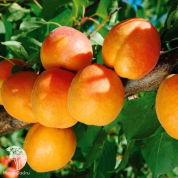 Абрикос обыкновенный Краснощекий + Чемпион Севера