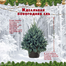 Ель новогодняя голубая Кейбаб в кадке