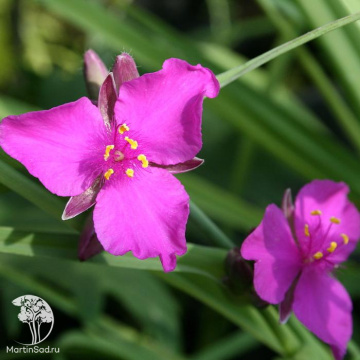 Фото Традесканция Андерсона Кармин Рэд