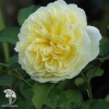Роза английская парковая Пилгрим фото 2 