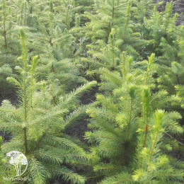 Ель новогодняя Сербская 40-60 см