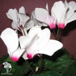 Цикламен Арлекин персидский