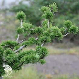 Лиственница европейская Крейчи на штамбе
