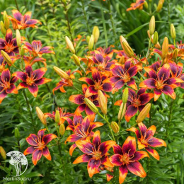 Лилия безпыльцовая Изи Сальса