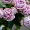 Роза Лавендер Бабблс фото 1 