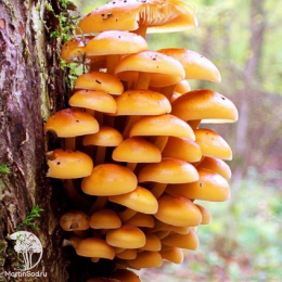 Опенок зимний на древесной палочке