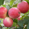 Яблоня гибрид Конфетное + Белый Налив фото 1 