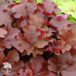 Гейхера гибридная Махагон
