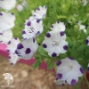 Немофила Мальвина (стелющаяся смесь белых, белых с фиолетовыми пятнами, голубых) Евро фото 2 