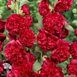 Мальва Чатерс Дабл Скарлет