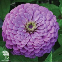 Цинния Лаванда (серия Лавандовые грёзы)