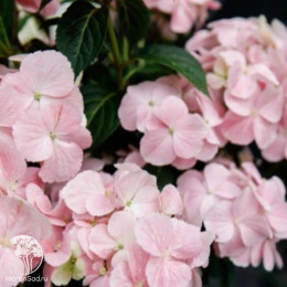 Гортензия гибридная ампельная Френч Болеро Пинк