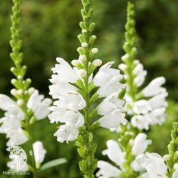 Физостегия виргинская Альба