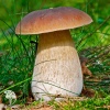 Мицелий Белый гриб Дубовый на зерновом субстрате фото 3 