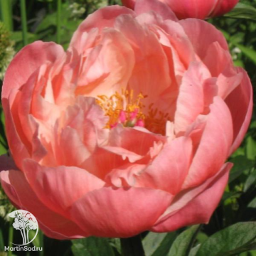 Фото Пион молочноцветковый Корал Суприм