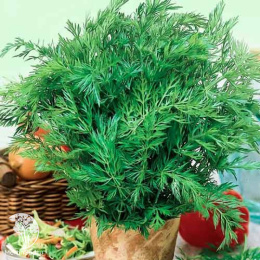 Тмин овощной Аппетитный