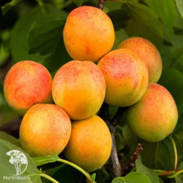 Абрикос гибрид Деликатесный + Юбилейный