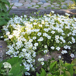 Песчанка Аренария горная