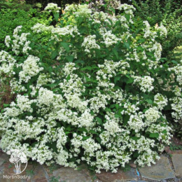 Гортензия древовидная Дабл Аннабель