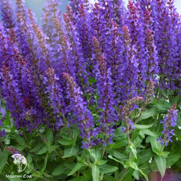 Фото Шалфей дубравный Сенсейшн Медиум Виолет