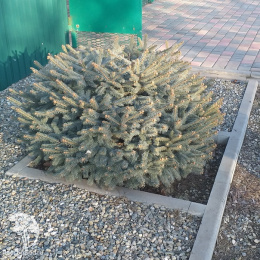 Ель колючая Вудсток