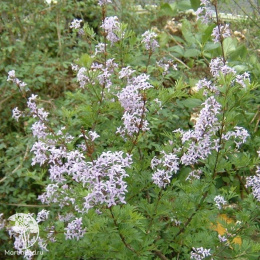 Сирень авганика