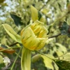 Лириодендрон тюльпанный Сноубёрд фото 3 