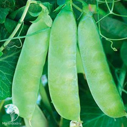 Горох овощной Каскад