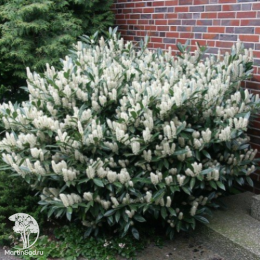 Лавровишня обыкновенная Антониус