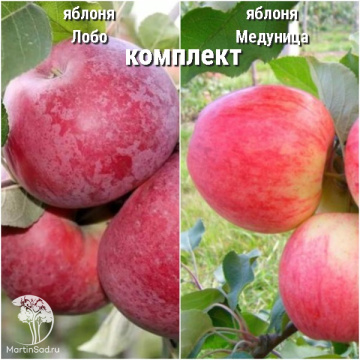 Фото Сверхвыгодный комплект! Яблоня Лобо + опылитель Яблоня Медуница